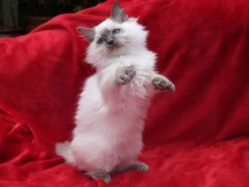 Nabízím krásná ragdoll Koťata s PP